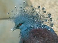 Rotbrust Kronentaube